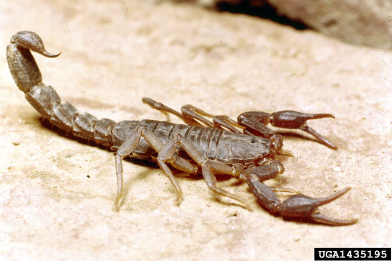 scorpion picture 2